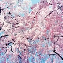 Album cover of Oh Yuh by Kempachii. Pink cherry blossom tree.